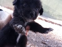 Kokoni cinsi small greek pinscher