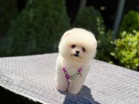 Yavru Pomeranian Boo Köpeklerimiz