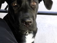 5 Aylık Dişi Cane Corso Yavrusu