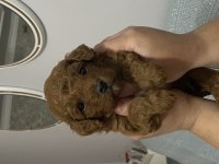 DÜNYALAR TATLISI TOY POODLE