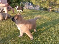 Amerikan Akita Yavru