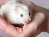 2 Katlı Kafesi ile Birlikte Gonzales ve Hamster Çeşitleri