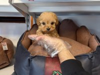 Teacup Maltipoo Yavrularımız