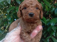 IRK VE SAĞLIK GARANTİ POODLE YAVRULARIMIZ
