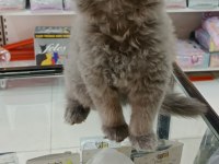 Bu british shorthair güzellik kaçmaz