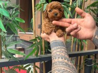 Orjinal Irk Ve Sağlık Garantili Poodle Yavrular