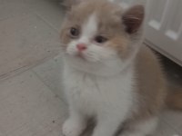 Cattery'den Full secereli calico british longhair dişi
