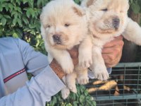 Chow chow bebeklerimiz