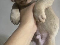 French bulldog Yavrumuz
