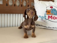 Petmode köpek çiftliğinde ziyarete açık dachshund