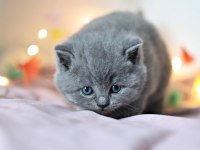 Gümüş Mucize Gri British Shorthair 