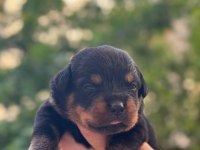 Varsa daha iyisi oda annesi rottweiler