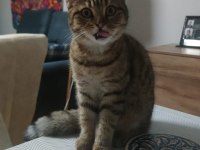 Kısırlaşmış British Kırması Oyuncu Kedimiz