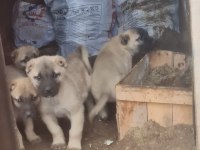Kangal köpeği yavrulari