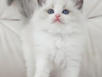 Full şecereli ragdoll yavruları