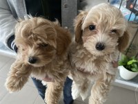 En güzel maltipoo yavrularımız