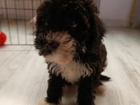 2 Aylık Poodle Ayarında Maltipoo