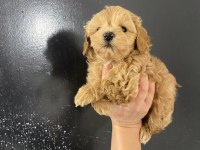 Kore teacup gerçek maltipoo ORJİNAL