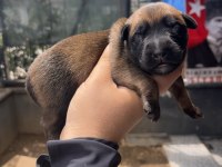 Safkan Irk Garantili Malinois Köpekler