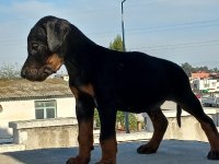 Teslime hazır Doberman İlk aşısı yapıldı