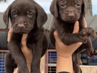 Labrador bebeklerimiz