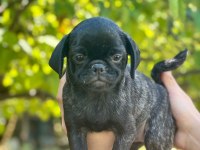 SİYAH VE BRİNDLE DİŞİ PUG YAVRULARI