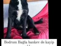 Bodrum Kayıp ilanı köpeğimiz için