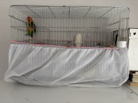 ÇİFT TAKIM CENNET PAPAĞANI