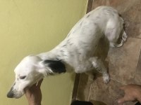 6 aylık dişi english Setter aşıları tam
