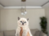 Güzeller Güzeli Brıtısh Shorthair Yavrularım