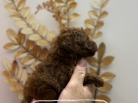 RED TOY POODLE