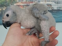 YERLİ ÜRETİM İRİ BOY JAKO PAPAĞANI