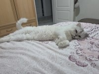 Kısır 2 yaşında erkek british longhair