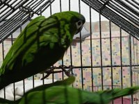 CÜCE MACAW YEŞİL RENK SON 2 ADET KALDI