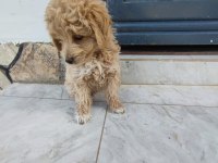 Maltipoo bebek 2 aylık köpekler