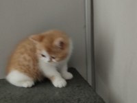 Exotic shorthair dişi