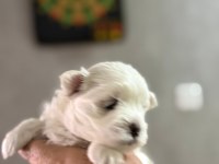 KÖPEKLERİMİZE YENİ YUVALAR ARIYORUZ