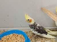 Sultan papağanlarım yeni yeme düşmüş