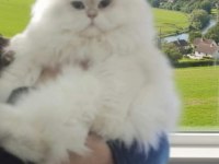 Safkan british longhair