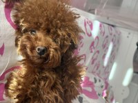 Kore poodle