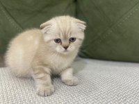 Scottish Fold Kedimiz Sahiplendirilecektir