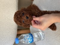 Orijinal tea cup teddy surat ev bakımlı poodle