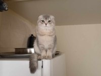 KEDİMİZ HERŞEYİ FULL AŞILARI EĞİTİM DETAY WPDEN