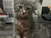 Russian Blue ve Sibirya Orman Kedisi Yavruları