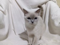 British shorthair (hamile bir dişi)