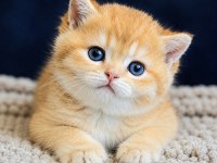 Show kalite british shorthair golden bebekler