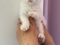 British shorthair yavrularımız sahiplendirilecek