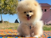 Pomeranian Boo Safkan
