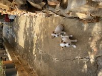 Safkan Kısa Bacak Jack Russell