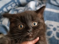British Shorthair Dark Chocolate Yavru